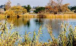 3 ponds at Los Gatos Creek County Park