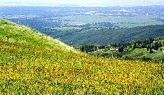 Wildflowers at Russian Ridge OSP