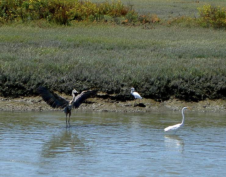 Herons, Bayfront Park, Menlo Park