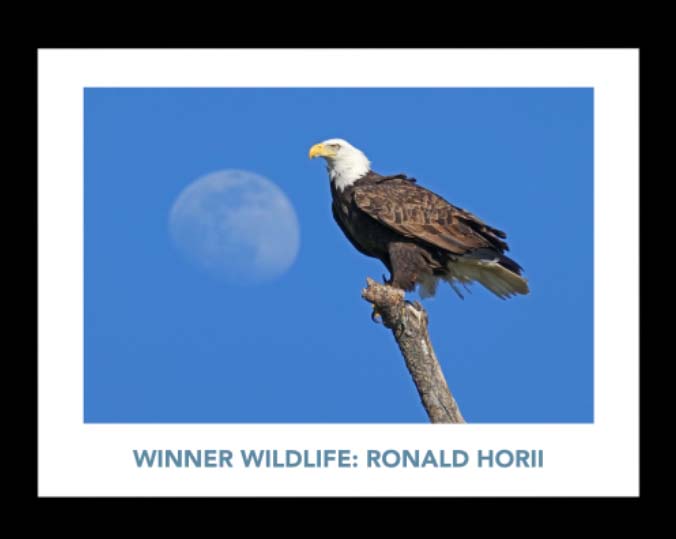 Coyote Valley photo contest winner: bald eagle